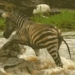 video horse lives miraculously before floods and giant alligators 116391