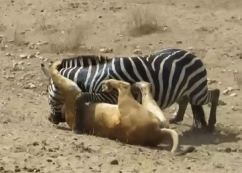 video horse van chong tra violent causes lion an too 117120