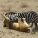 video horse van chong tra violent causes lion an too 117120