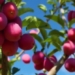 video how the money tree improves the lives of people in remote areas 116218