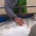 video husband and wife pulling a lazy dog on the road almost tipped the boat because of this big monster 116720