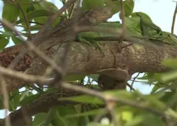 video incredibly climbing the high tree then falling into the bird cage what will happen 116399
