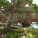 video incredibly climbing the high tree then falling into the bird cage what will happen 116399