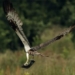 video landing drone falls into water killing huge catfish 115978