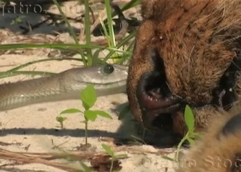 video lion death due to poisonous snake bite 116403