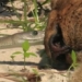 video lion death due to poisonous snake bite 116403