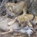 video lion skydiving amazing takes life of elk van kudu 116224