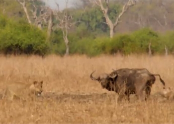 video lunch time running on a huge buffalo skydiving lion receives a dramatic ending 117339