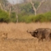 video lunch time running on a huge buffalo skydiving lion receives a dramatic ending 117339