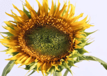 video moment summer heat mother or sunflower 115791
