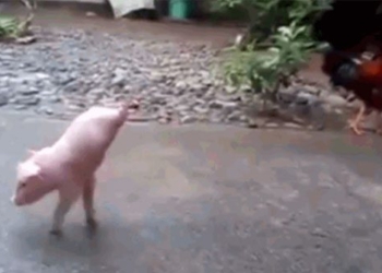 video observing large pig with 2 legs strong will training causes emotion 117143