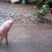video observing large pig with 2 legs strong will training causes emotion 117143
