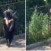 video of the black dog walking on two legs at ho hung dao causing netizens to go crazy 116669
