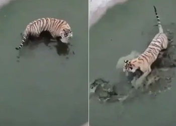 video playing cat catch mouse makes it tired 117159