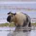 video rare animals half buffalo half sheep 116171