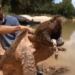 video release fish in small stream man pulls up monster that can reach 6 times the size of a catfish 116846