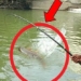 video releasing the net under the bridge uncle lau constantly pulling up the huge fish surprising everyone 117069