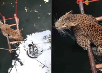 video report fell into water well after being rescued from drowning 117271