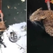 video report fell into water well after being rescued from drowning 117271