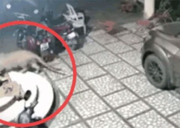 video report violent attack on house and grim consequences 117686
