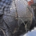 video sea cucumber foie gras on the plate is one of the most expensive seafood in the world 116384