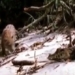 video shocking satirical clip takes rough approach to reveal sad ending 115776