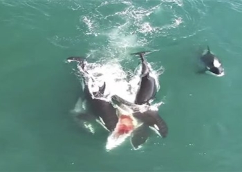 video singer fish with monster attack giant whale 117091