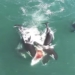 video singer fish with monster attack giant whale 117091