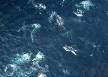 video singing whales with 150 young ones in new breeding area off the coast of australia 116065