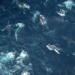 video singing whales with 150 young ones in new breeding area off the coast of australia 116065