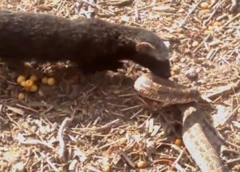 video snake attack how to get close 116832
