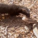 video snake attack how to get close 116832
