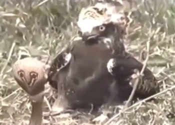 video snake eating its own tail and the surprising ending 116273