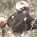 video snake eating its own tail and the surprising ending 116273
