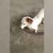 video soc canh cho giet chet ran roi ngoam co loi xac ve nha 117519