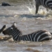 video surviving heartland promise horse disappears again face while god underwater 116903