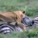 video the flying lion that surprised the quick horse 115662