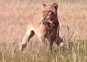 video the lion kills a frog and throws it 115992