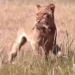 video the lion kills a frog and throws it 115992