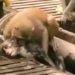 video they you are electrocuted unexpectedly when rushing to rescue and the ending 116250