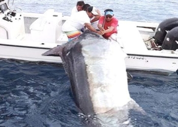 video three men lift large with the arc crane surprising with the size of the fish when lifting 116686