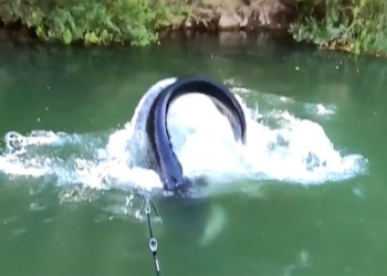 video throwing a bait in the green water man amazed when pulling up the loch ness monster 116487