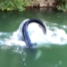 video throwing a bait in the green water man amazed when pulling up the loch ness monster 116487