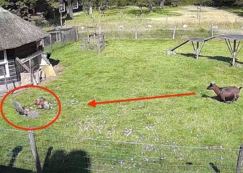 video to combine with chicken in order to rescue chickens from the savage claws of the 117212