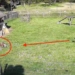 video to combine with chicken in order to rescue chickens from the savage claws of the 117212