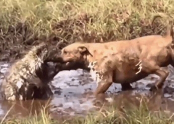 video to fight with slim in the mud area for pitbull bitten by girl in the face 116859