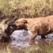 video to fight with slim in the mud area for pitbull bitten by girl in the face 116859
