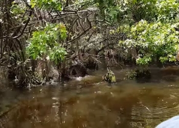 video tourists visiting dam lay discover rare action of crocodile 115694
