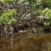 video tourists visiting dam lay discover rare action of crocodile 115694