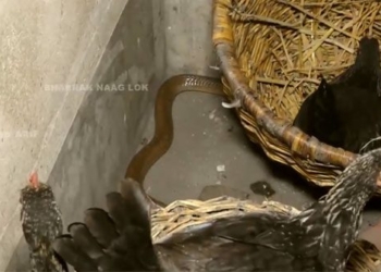 video transforming dead chicken into new home expert makes perpetrator reveal 116315